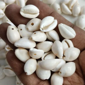 Gowri White Shells
(20g)